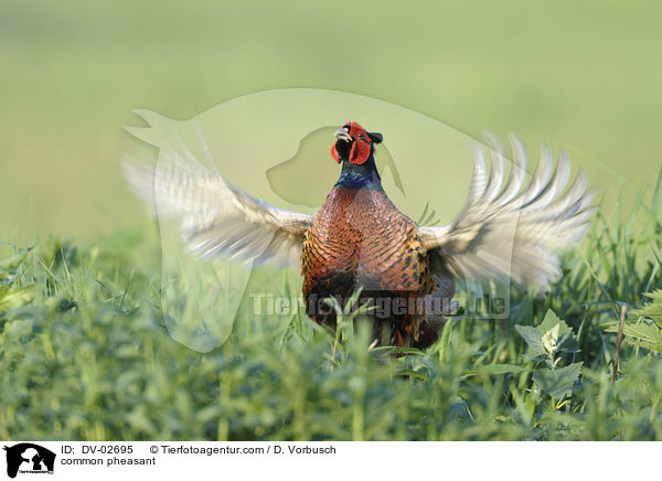 common pheasant / DV-02695