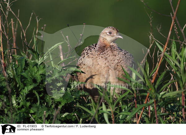 common pheasant / FL-01903