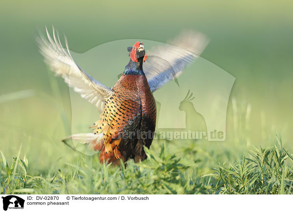 Fasan / common pheasant / DV-02870