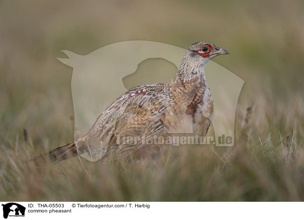 Fasan / common pheasant / THA-05503