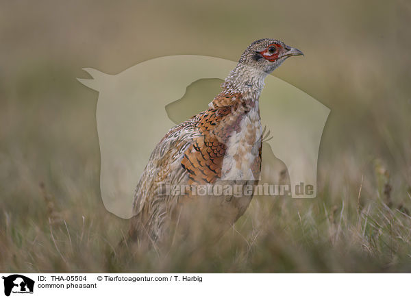 common pheasant / THA-05504