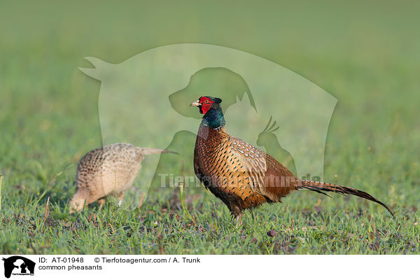 Fasane / common pheasants / AT-01948