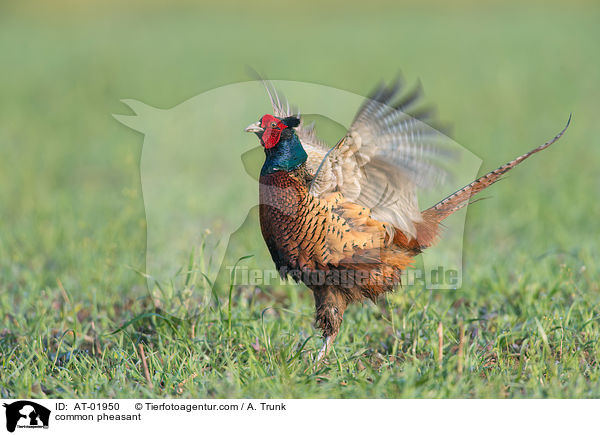 common pheasant / AT-01950