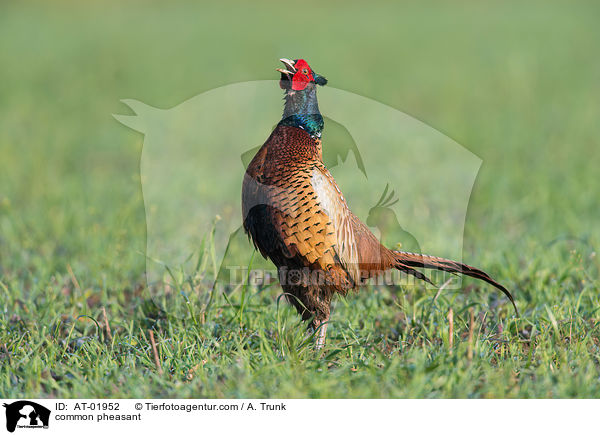 common pheasant / AT-01952