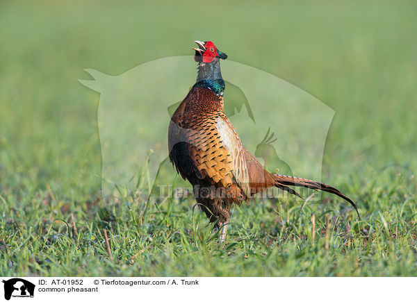 Fasan / common pheasant / AT-01952