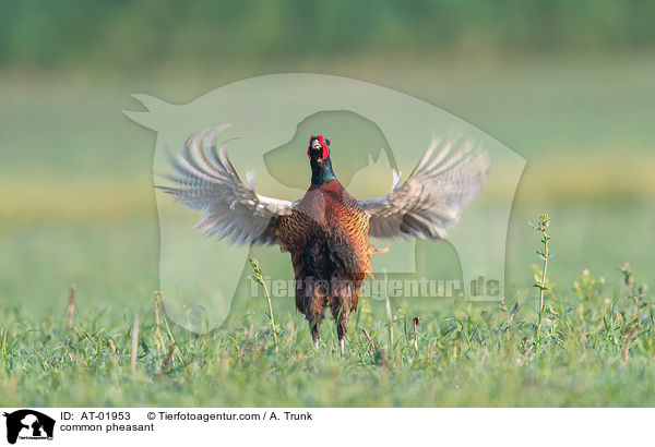common pheasant / AT-01953