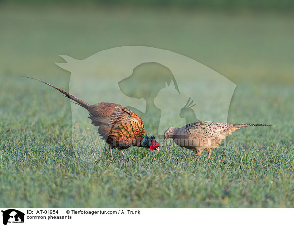 common pheasants / AT-01954