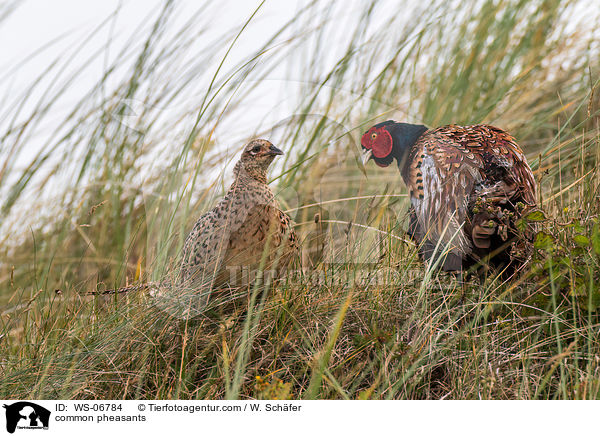 common pheasants / WS-06784
