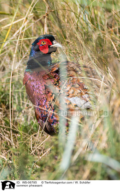 common pheasant / WS-06785