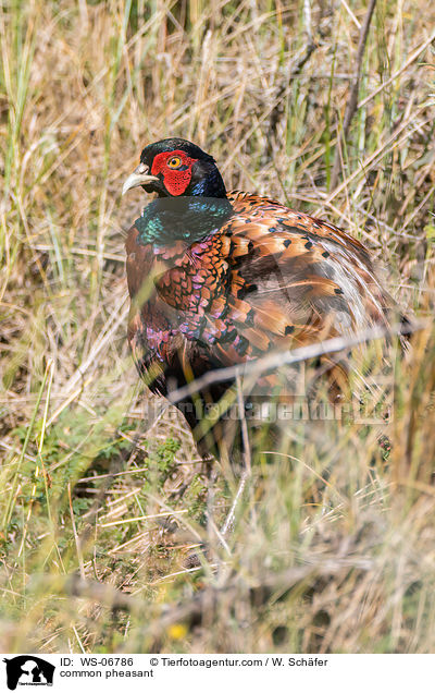 Fasan / common pheasant / WS-06786