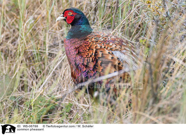 common pheasant / WS-06788