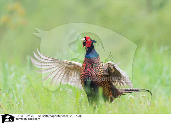 Fasan / common pheasant / AT-02172