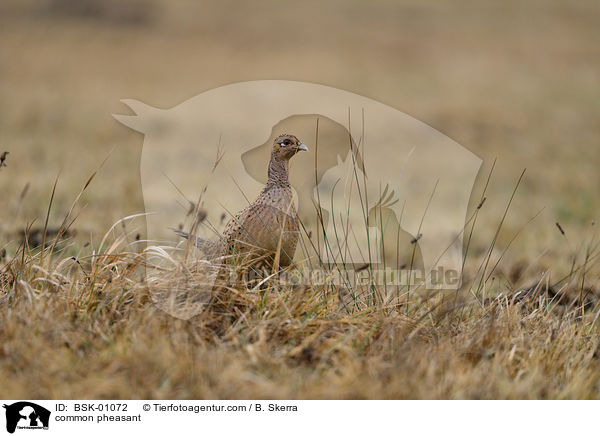 Fasan / common pheasant / BSK-01072