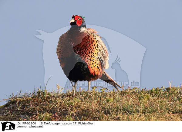 Fasan / common pheasant / FF-06300