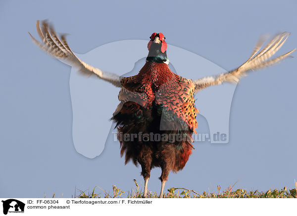 Fasan / common pheasant / FF-06304