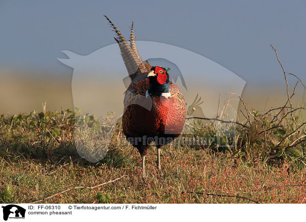 Fasan / common pheasant / FF-06310