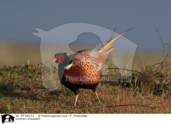 Fasan / common pheasant / FF-06313