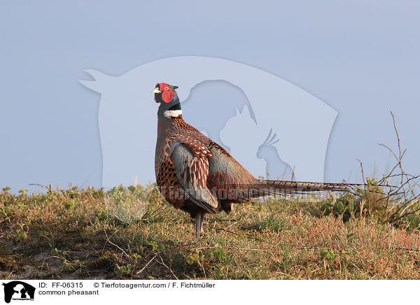 Fasan / common pheasant / FF-06315