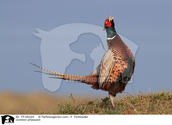 Fasan / common pheasant / FF-06324