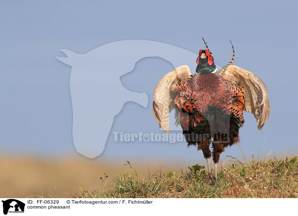 Fasan / common pheasant / FF-06329