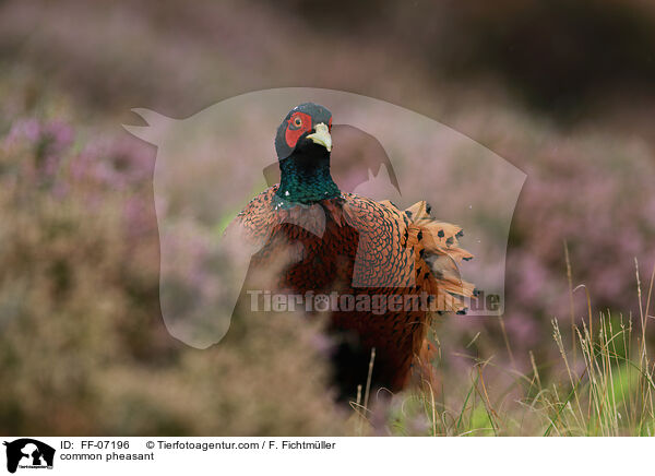 Fasan / common pheasant / FF-07196