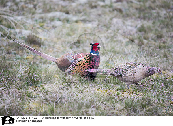 Fasane / common pheasants / MBS-17122