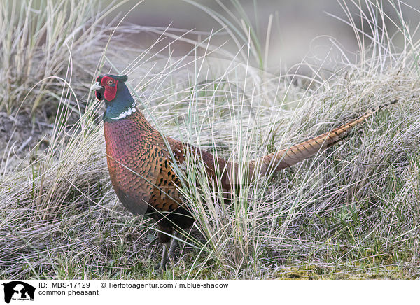 Fasan / common pheasant / MBS-17129