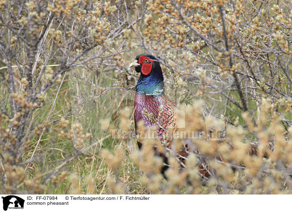 Fasan / common pheasant / FF-07984