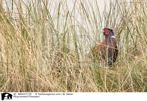 Fasan / Ring-necked Pheasant / MAH-01176