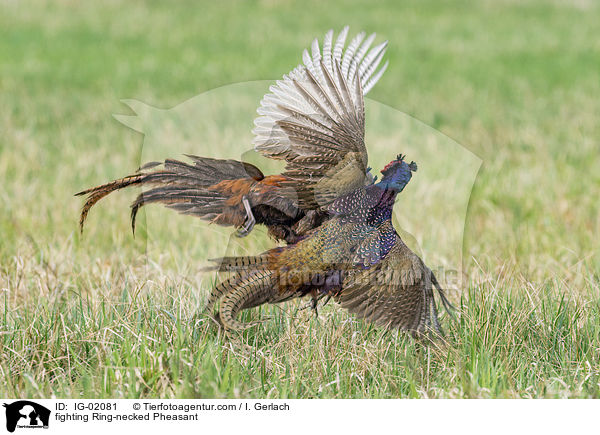 kmpfende Fasane / fighting Ring-necked Pheasant / IG-02081