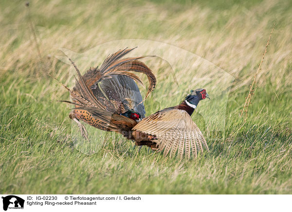 kmpfende Fasane / fighting Ring-necked Pheasant / IG-02230