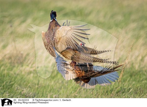 kmpfende Fasane / fighting Ring-necked Pheasant / IG-02233