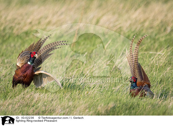 kmpfende Fasane / fighting Ring-necked Pheasant / IG-02236