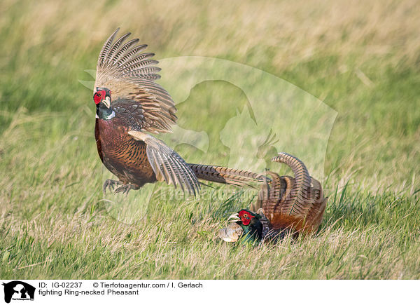 kmpfende Fasane / fighting Ring-necked Pheasant / IG-02237