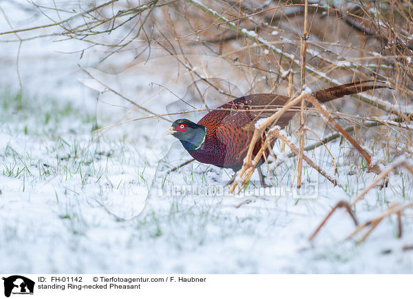stehender Fasan / standing Ring-necked Pheasant / FH-01142