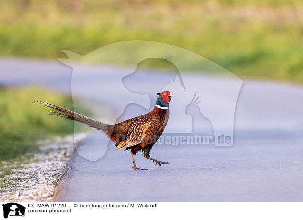 Fasan / common pheasant / MAW-01220