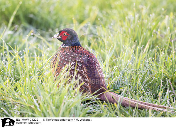 Fasan / common pheasant / MAW-01222