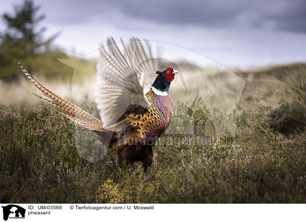 Fasan / pheasant / UM-03566