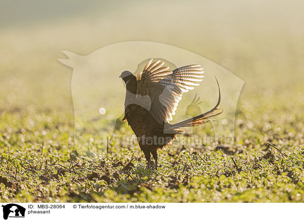 Fasan / pheasant / MBS-28064