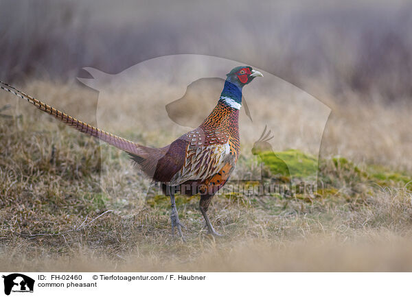 Jagdfasan / common pheasant / FH-02460