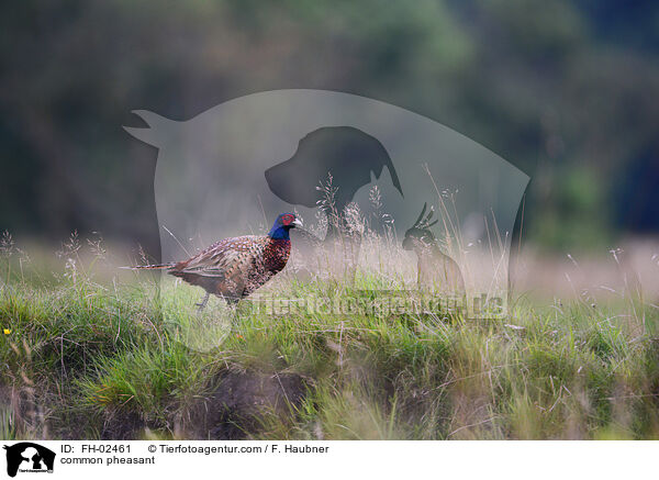 Jagdfasan / common pheasant / FH-02461