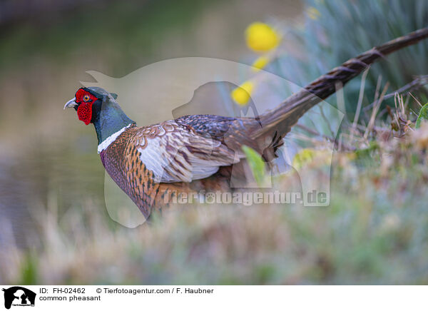 Jagdfasan / common pheasant / FH-02462