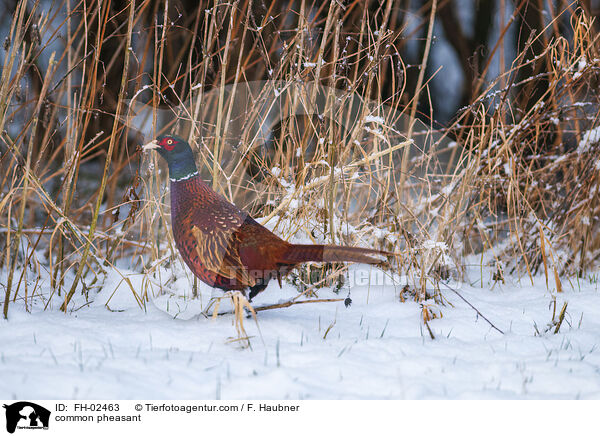 Jagdfasan / common pheasant / FH-02463