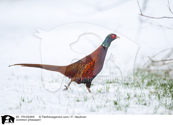 Jagdfasan / common pheasant / FH-02464