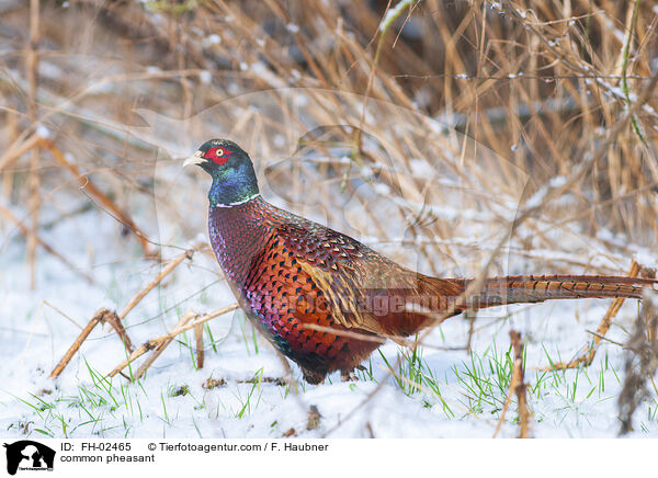 Jagdfasan / common pheasant / FH-02465