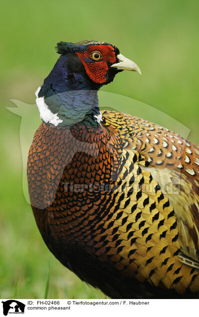 Jagdfasan / common pheasant / FH-02466