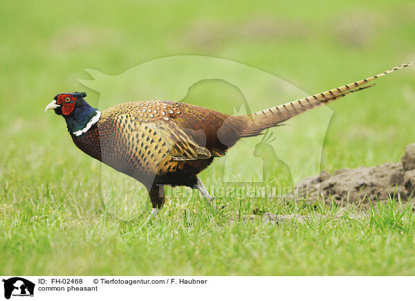 Jagdfasan / common pheasant / FH-02468