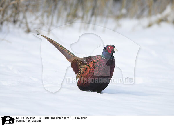 Jagdfasan / common pheasant / FH-02469