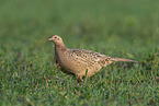 common pheasant