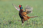 common pheasant